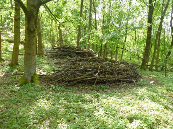 Lichter Wald im Sonnenlicht. Reißig und kleinere Äste wurden zu zwei Haufen zusammengetragen..